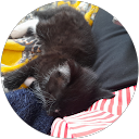 The six girls profile picture